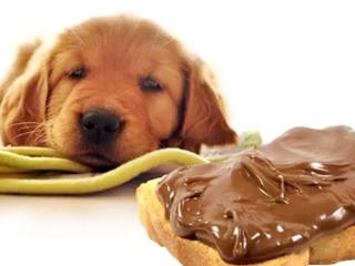 狗狗误食巧克力该怎么办？这三个方法或许可以保住它的命