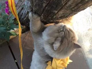 带猫咪出去遛弯，它紧紧抱着树不肯下来，猫：我害怕
