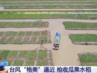 与台风“赛跑” 浙江温州组织农户抢收瓜果水稻