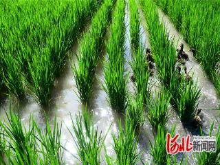 河北怀来：稻田养鸭 助力增收
