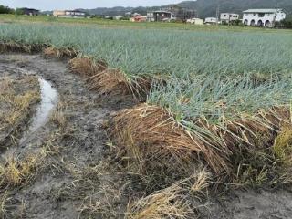 台风“格美”席卷台湾 全台农业损失超3.6亿新台币