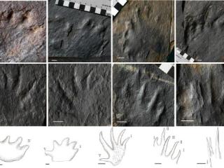 北京新发现3亿年前足迹动物群 为华北最早四足动物化石记录