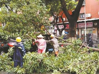 5米长树枝断落园林工人迅速清运 未造成人员受伤
