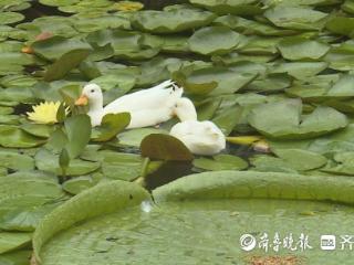 近百种睡莲等你来观赏！青岛第四届荷花节开幕