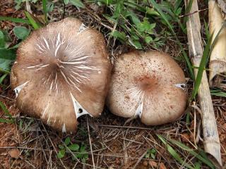 观云台 | 要有白蚁才能种出的野生菌 实现仿野生种植了