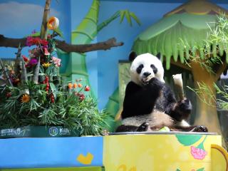 全球唯一大熊猫三胞胎“萌帅酷”迎来十周岁生日
