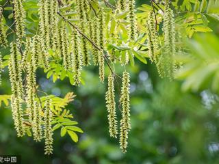 临沂：枫杨花风中摇曳