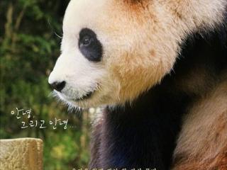 韩国拍摄熊猫福宝电影《再见爷爷》定档9月4日 网友吐槽：流量吃到底