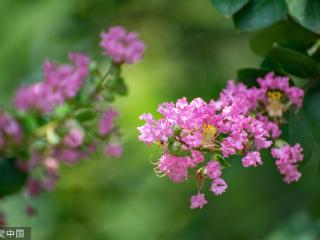 临沂：夏日紫薇花娇艳盛开