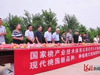 河北省农林科学院石家庄果树研究所：举办桃新品种新技术观摩会