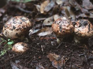 交易量超4500吨 云南南华野生菌交易持续升温