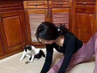 女人在客厅练瑜伽，猫模仿得相当到位：不送去清华深造太可惜了