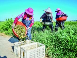 盛夏好时节 农户采菱忙