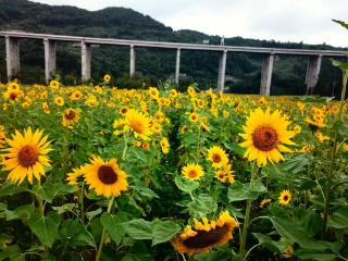 钟山区：葵花盛情绽放 花海迷醉游人