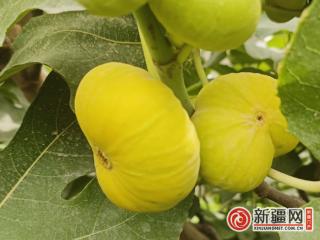 新疆尉犁：无花果园游客多 农民增收笑开颜