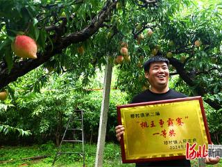 记者走基层｜深州蜜桃园里的“桃王争霸赛”