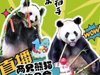 直播预告｜8月30日9点黔灵山公园熊猫过生日