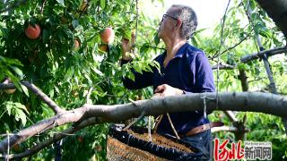 邢台柏乡刘上京村鲜桃迎来大丰收