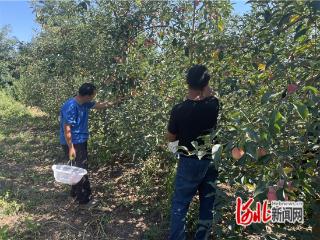 高邑县前王村鸡心果与无花果迎丰收