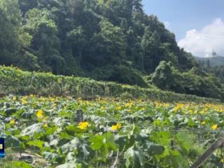 茅箭区浪溪村：1200亩高山蔬菜迎来丰收