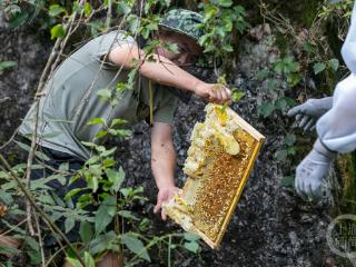 蜂农忙碌采蜜季，甜蜜事业再丰收