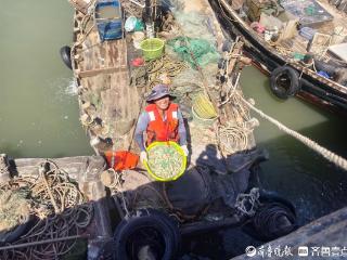 秋色如画好“丰”景丨日照码头热闹像过年，市民抢购第一口“鲜”