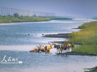 江苏东台：湿地麋鹿欢