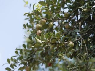 自贡荣县：科学种植油茶 年产值超5亿元