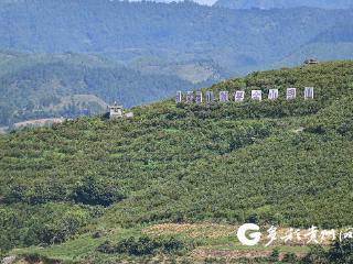 【“关键一招”在基层】一颗蓝莓 何以在麻江站稳“C位”