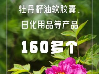 一组数字带你看尧舜牡丹如何走“花路”