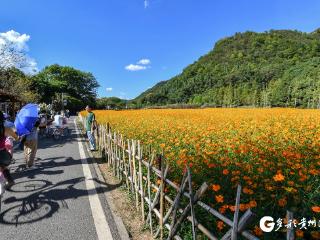 【高清组图】初秋，贵阳十里河滩成花海