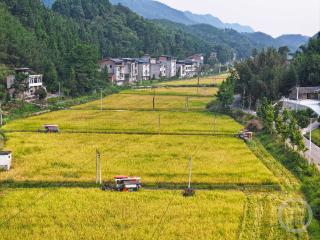 重庆梁平：高山水稻迎丰收