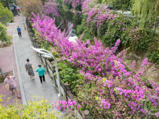 一路繁花 河畔三角梅扮靓城市景色