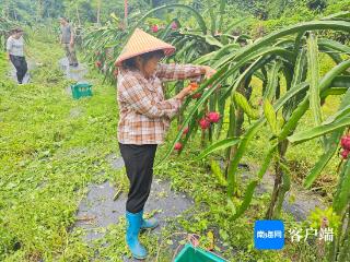 五指山毛枝村在台风前抢收火龙果400余斤