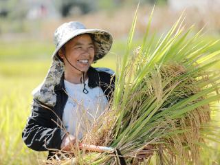 【高清组图】贵州黔西：金秋田园收割忙