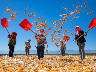 甘肃张掖：制种玉米丰收