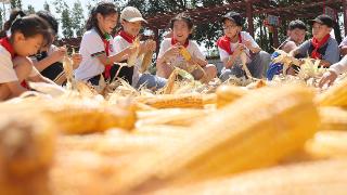 临沂：“田间课堂”学农事 小学生体验拔花生