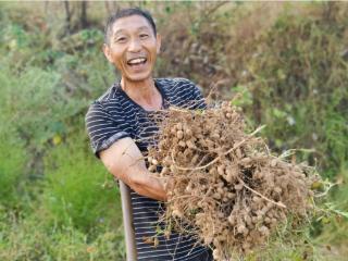 好物件｜云阳平安镇：花生喜丰收 农户采收忙