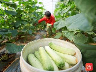 玉屏玉露村：大棚反季蔬菜抢“鲜”上市