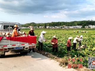 房县中村村：南瓜丰收 俏销全国