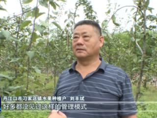 像梨，又像苹果！丹江口老果农玩转新果品