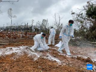 文昌上千万羽家禽因灾死亡 农技专家加紧无害化处理