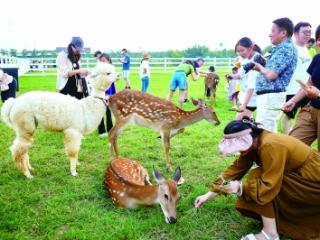 江心洲鹿苑开放