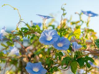 临沂：蓝色牵牛花盛开