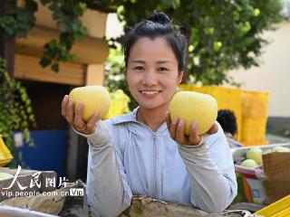 河南宁陵：22万亩酥梨开启采收季