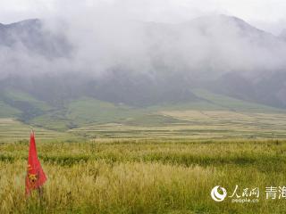 “统种共富”结硕果 山水化隆迎丰收