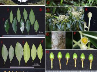 广西发现樟科植物新物种——靖西楠