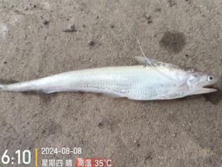 首次发现！濒危物种黄河刀鱼现身黄河流域济南境内支流