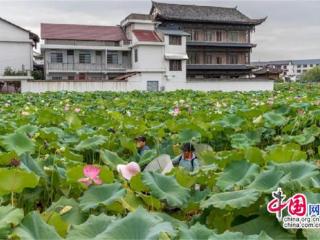 湖南湘西州泸溪万荷园：莲子丰收促致富(组图)