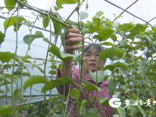 晴隆沙子百香果销售忙